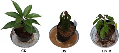 Transcriptomic and metabolomic profiling reveals the drought tolerance mechanism of Illicium difengpi (Schisandraceae)
